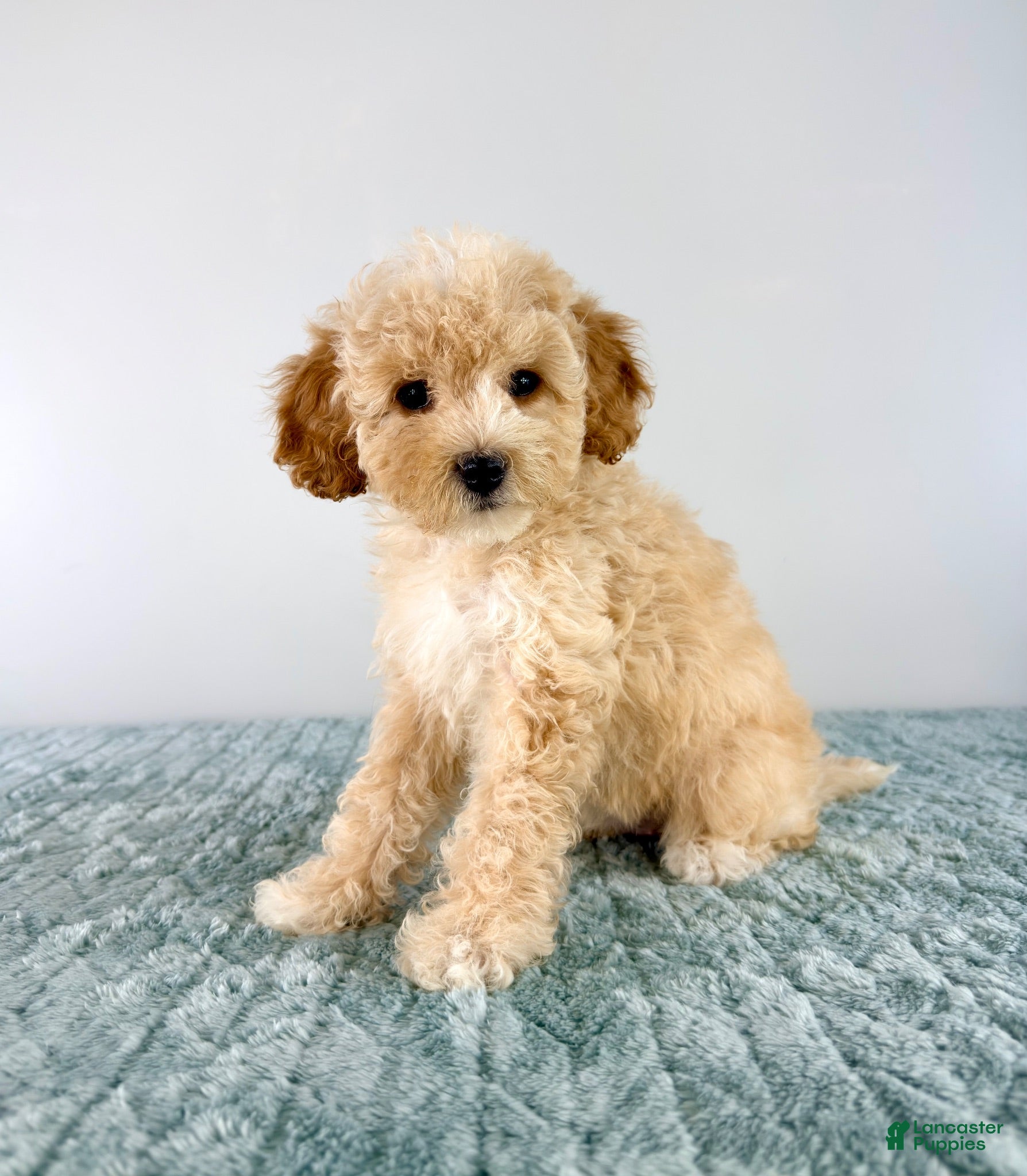 Cavapoo dogs Pudding - Ad 36