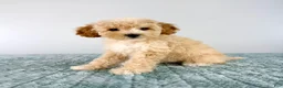 Cavapoo dogs for sale: Pudding - Ad 1