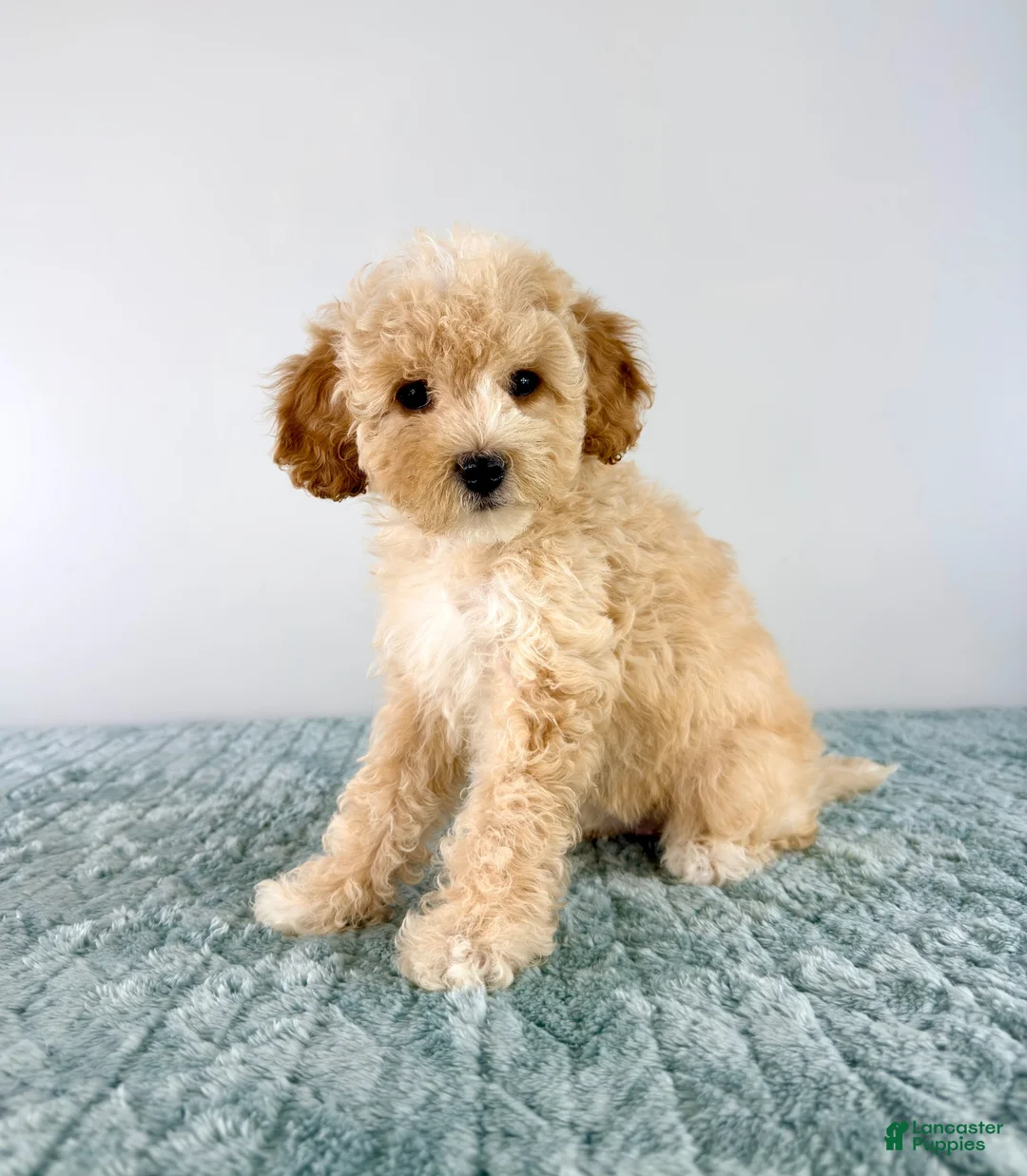 Cavapoo dogs for sale: Pudding - Ad 1
