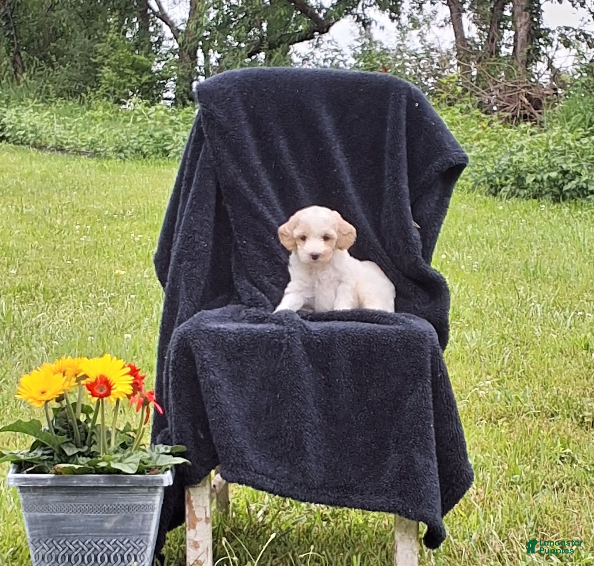Miniature Poodle dogs Tanner - Ad 2