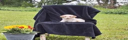 Miniature Poodle dogs for sale: Tanner - Ad 2