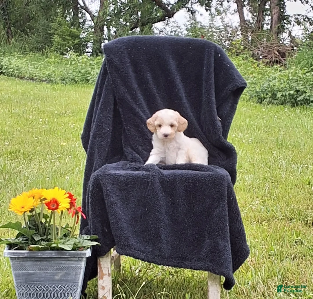 Miniature Poodle dogs for sale: Tanner - Ad 2