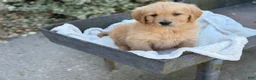 Golden Retriever dogs for sale: Molly - Ad 15