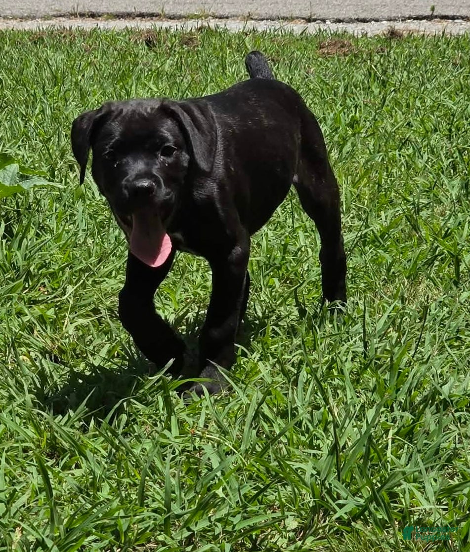 Cane Corso dogs Crowley AKC yellow/orange collar - Ad 22