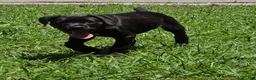 Cane Corso dogs for sale: Crowley AKC yellow/orange collar - Ad 13