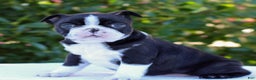 Boston Terrier dogs for sale: Gus - Ad 3