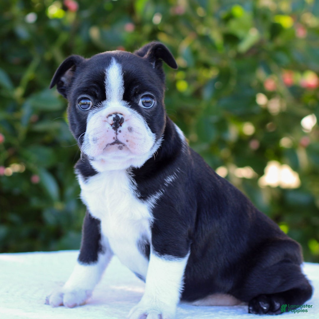 Boston Terrier dogs for sale: Gus - Ad 3