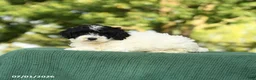 Miniature Poodle dogs for sale: Clover - Ad 4