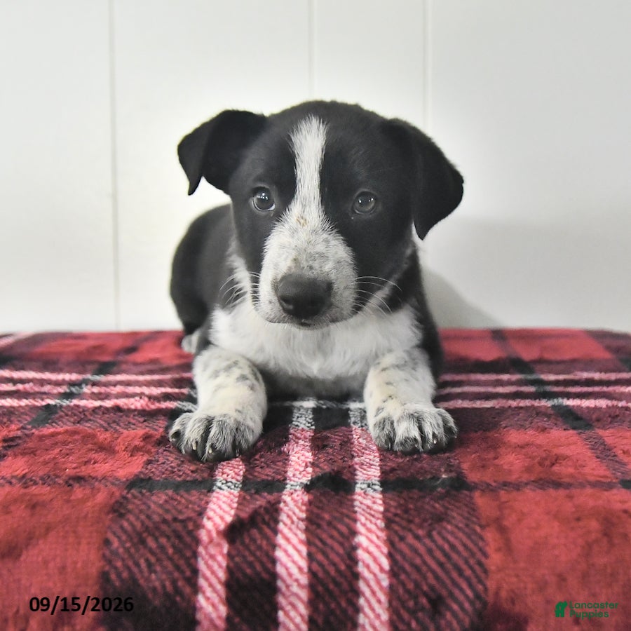 Mixed Breed dogs Buelah - Ad 1