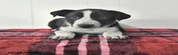 Mixed Breed dogs for sale: Buelah - Ad 1