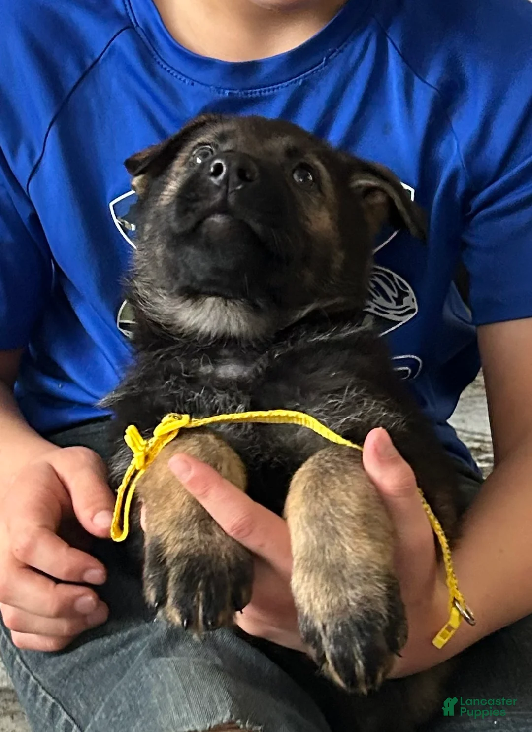 German Shepherd dogs for sale: Willow/Cody Teal - Ad 27