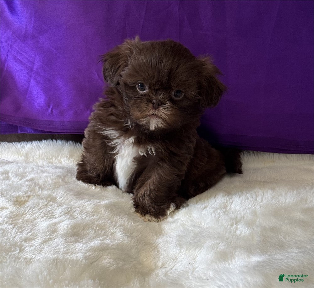 Shih Tzu dogs Wesley - Ad 31