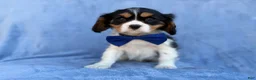Cavalier King Charles Spaniel dogs for sale: Goonie - Ad 4