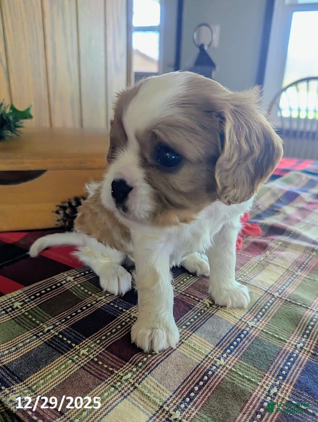 Cavalier King Charles Spaniel dogs for sale: Toby - Ad 4