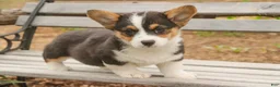 Welsh Corgi Pembroke dogs for sale: Olaf - Ad 4