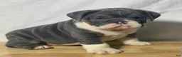 English Bulldog dogs for sale: Stella - Ad 1
