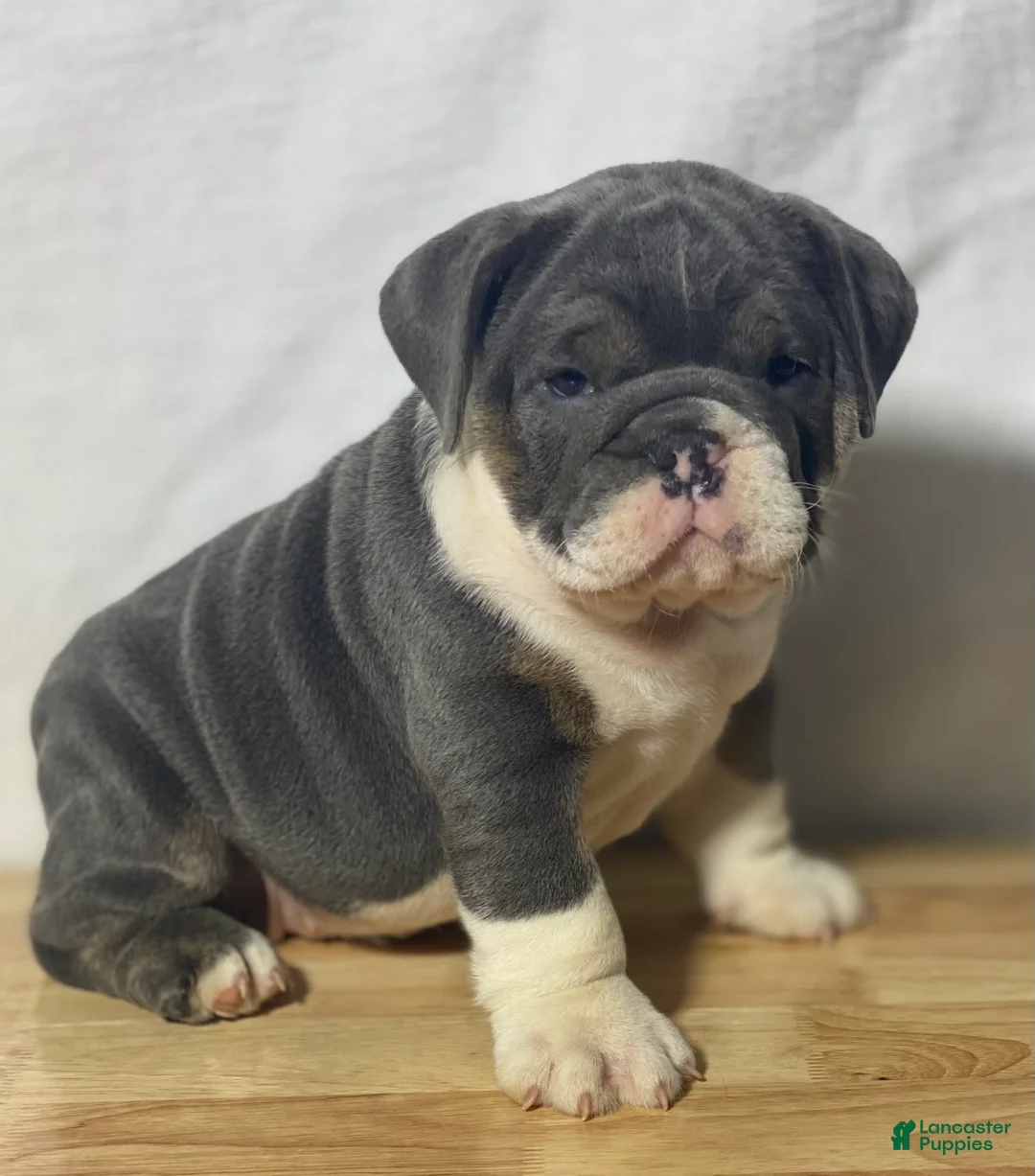 English Bulldog dogs for sale: Stella - Ad 1