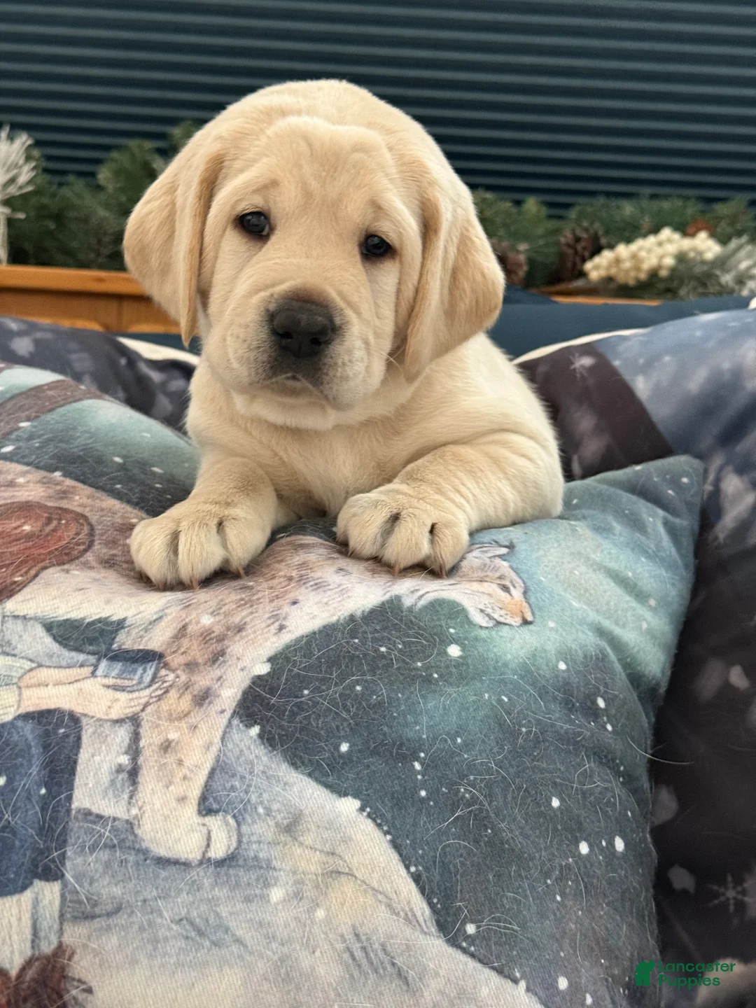 Labrador Retriever dogs for sale: Labrador Retriever Puppy 3 - Ad 4