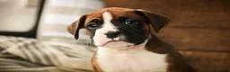 Boxer dogs for sale: Cappuccino - Ad 5