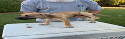 Mixed Breed dogs for sale: Medium Tan black snout male - Ad 3