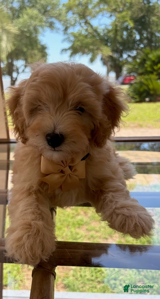 Goldendoodle dogs Saint Christopher. - Ad 1