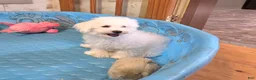 Bichon Frise dogs for sale: Belle - Ad 3