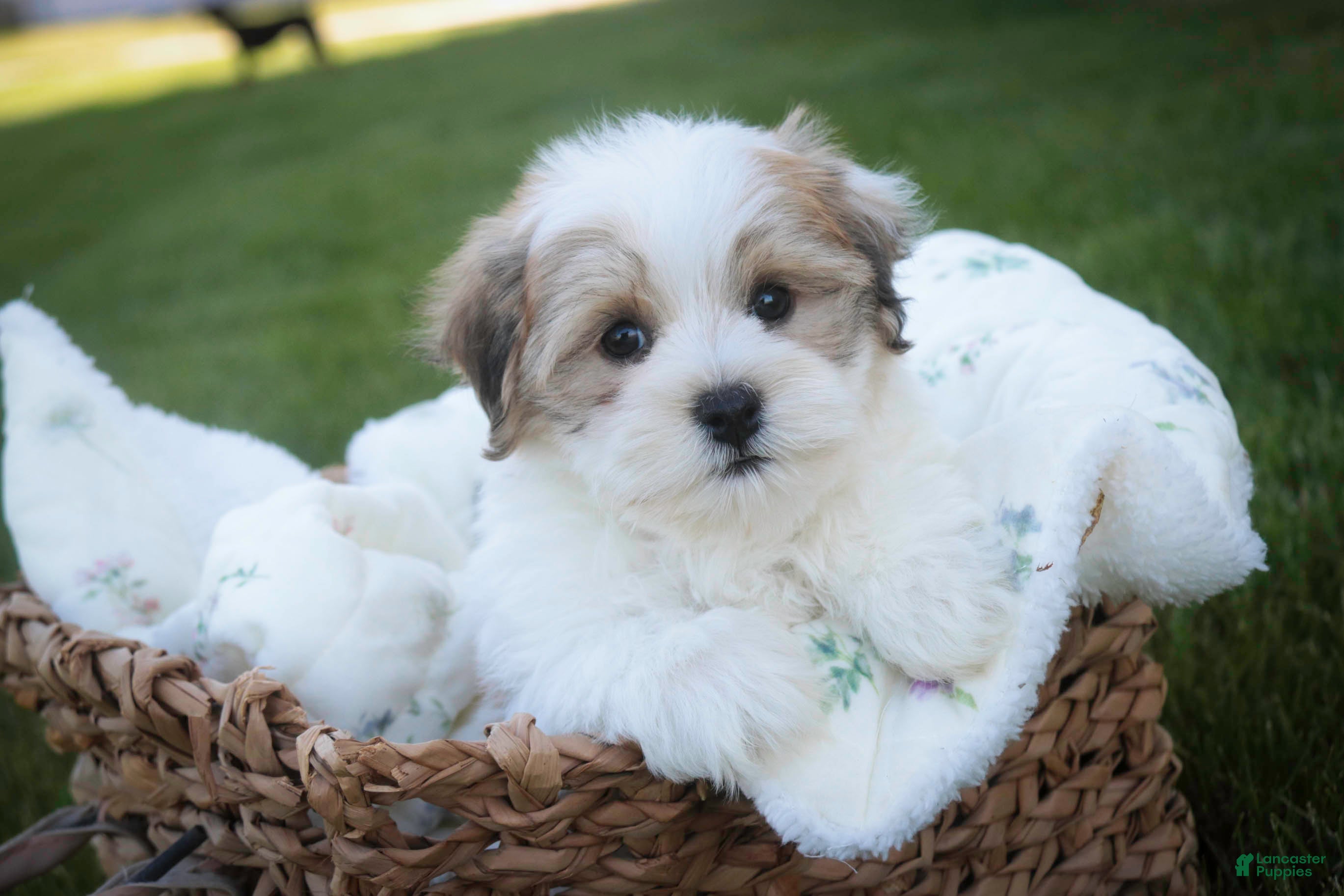 Havanese dogs Emma Havanese Puppy  - Ad 2