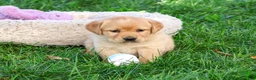 Goldador dogs for sale: Bridget - Ad 4