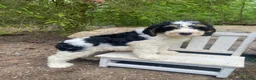 Bernedoodle dogs for sale: Scooby - Ad 6