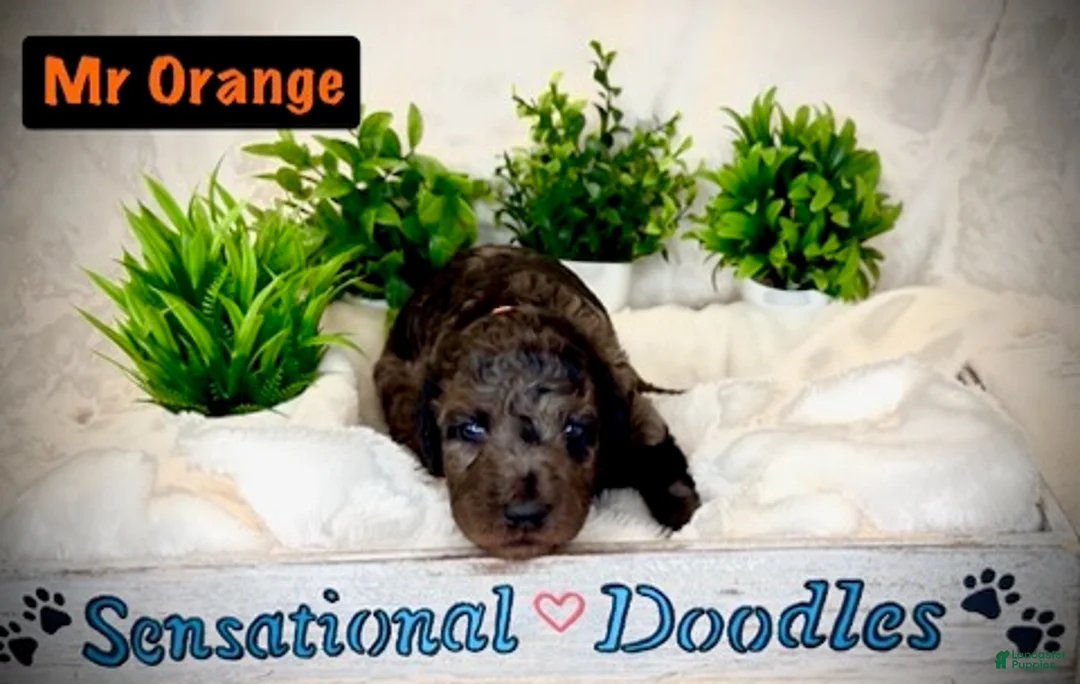 Goldendoodle dogs for sale: Mr. Orange - Ad 1