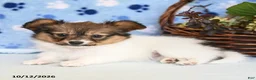 Papillon dogs for sale: Sheila - Ad 2
