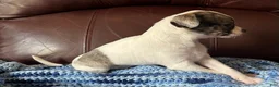 Chiweenie dogs for sale: Chiweenie 1 - Ad 7