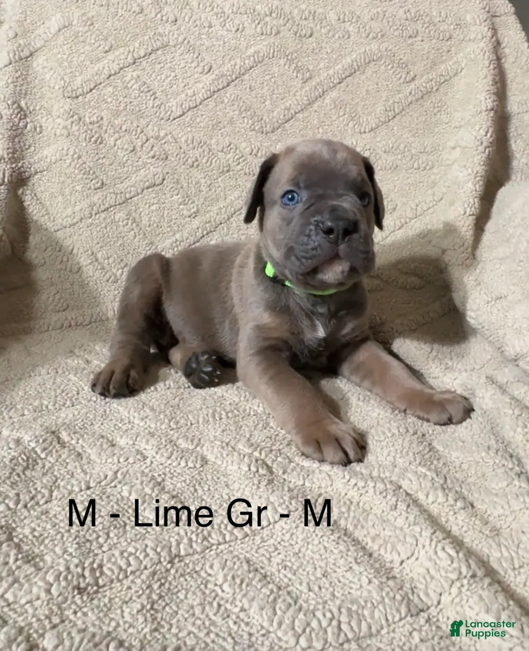 Cane Corso dogs for sale: Lime Green - Ad 2