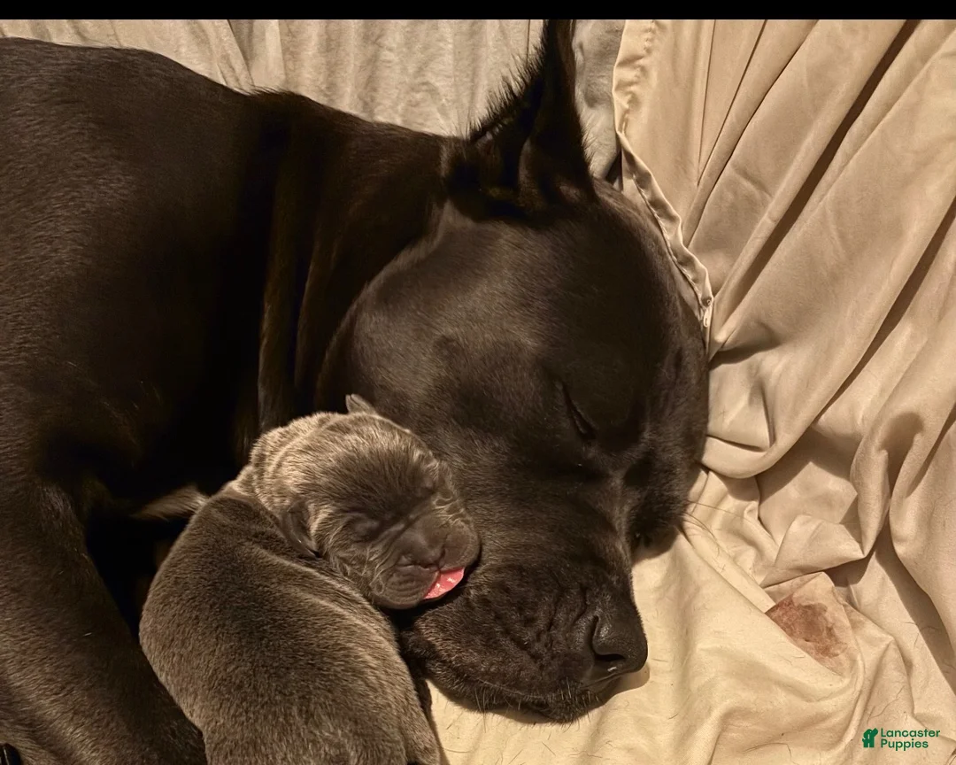 Cane Corso dogs for sale: Cane Corso 1 the only one I have - Ad 2