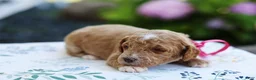 Mini Goldendoodle dogs for sale: Summer - Ad 8