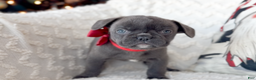 French Bulldog dogs for sale: Vixen Blue Fluffy Carrier - Ad 5