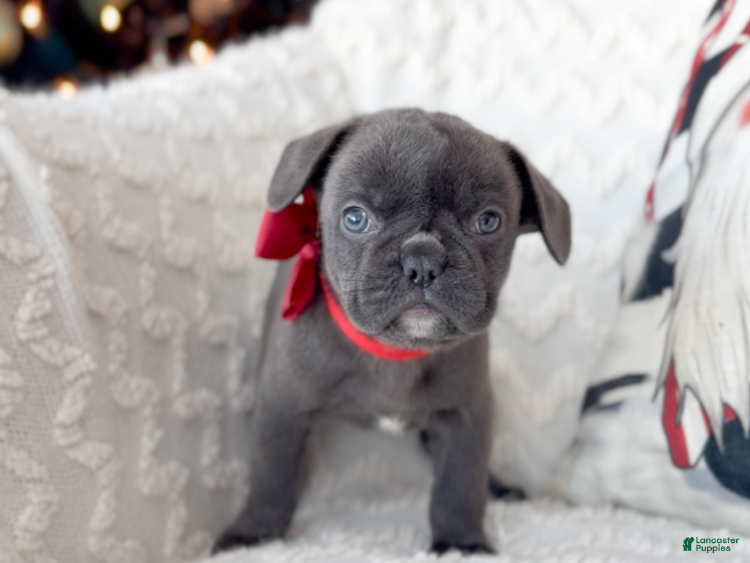 French Bulldog dogs for sale: Vixen Blue Fluffy Carrier - Ad 5