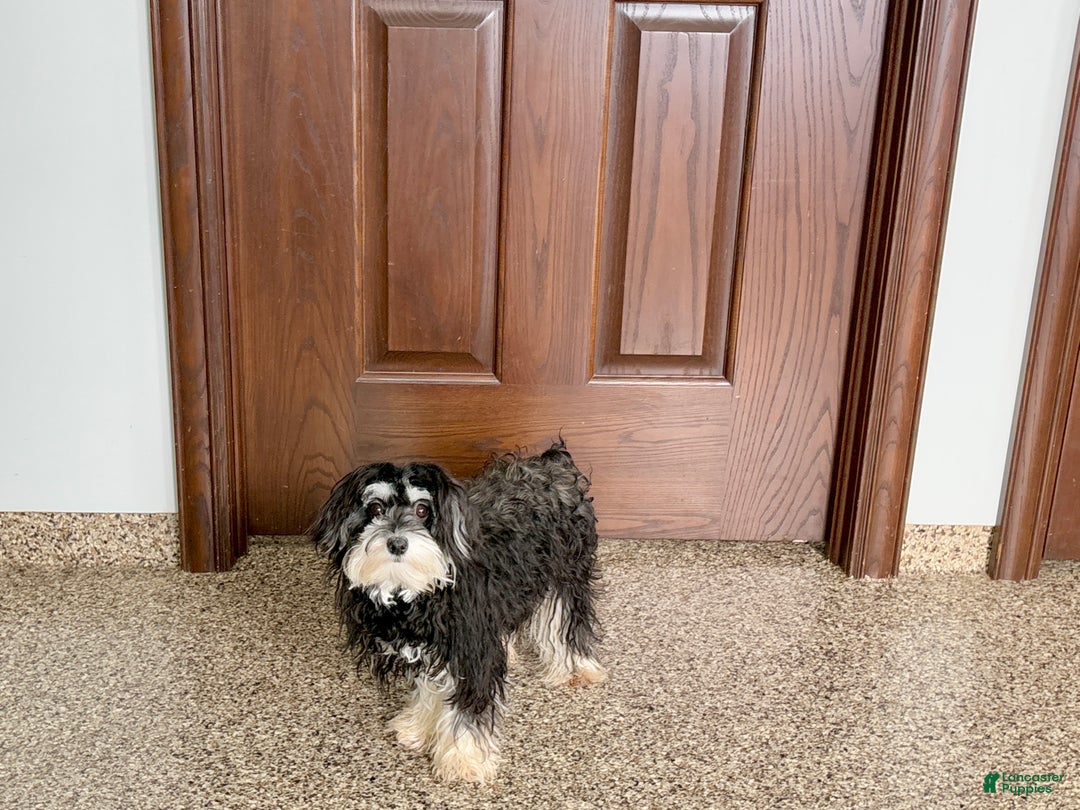 Mixed Breed dogs for sale: Hannah - Ad 3