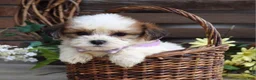 Teddy Bear dogs for sale: Lily - Ad 8