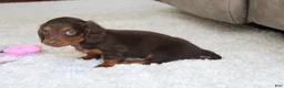 Miniature Dachshund dogs for sale: Olivia - Ad 12
