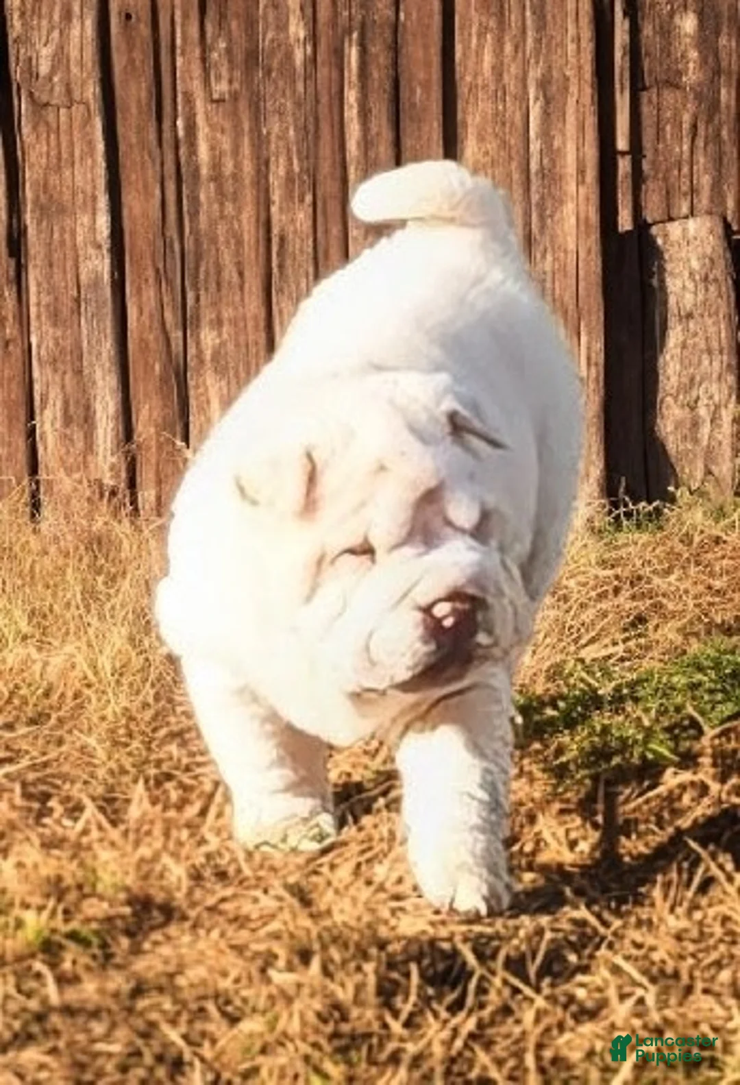Shar Pei dogs for sale: Blizzard mini - Ad 18