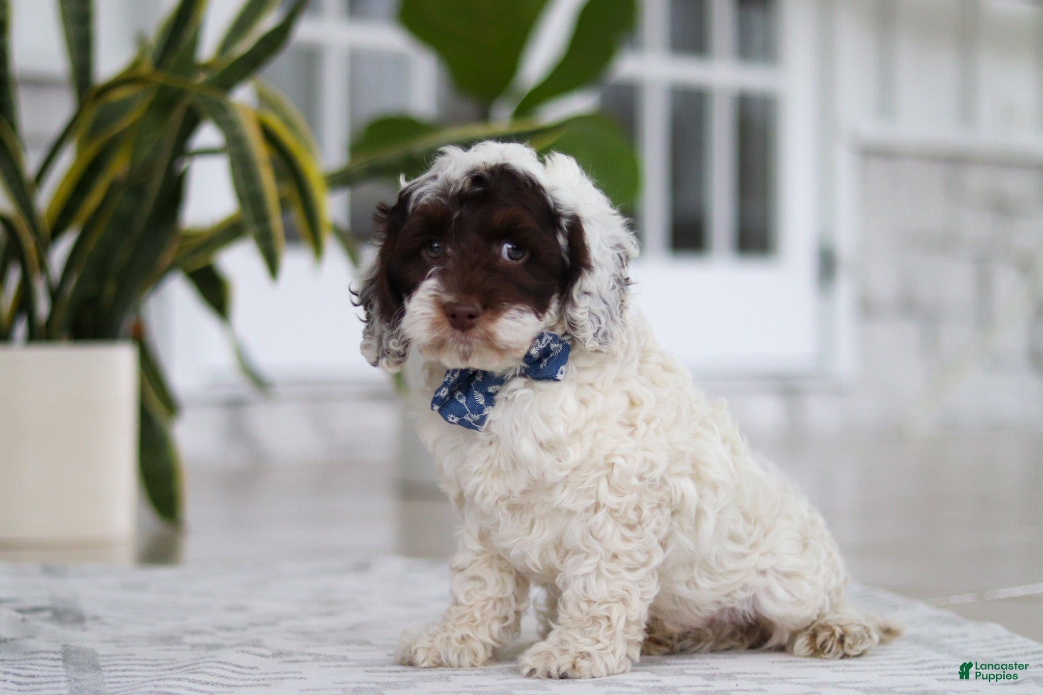 Cockapoo dogs Forrest - Ad 2