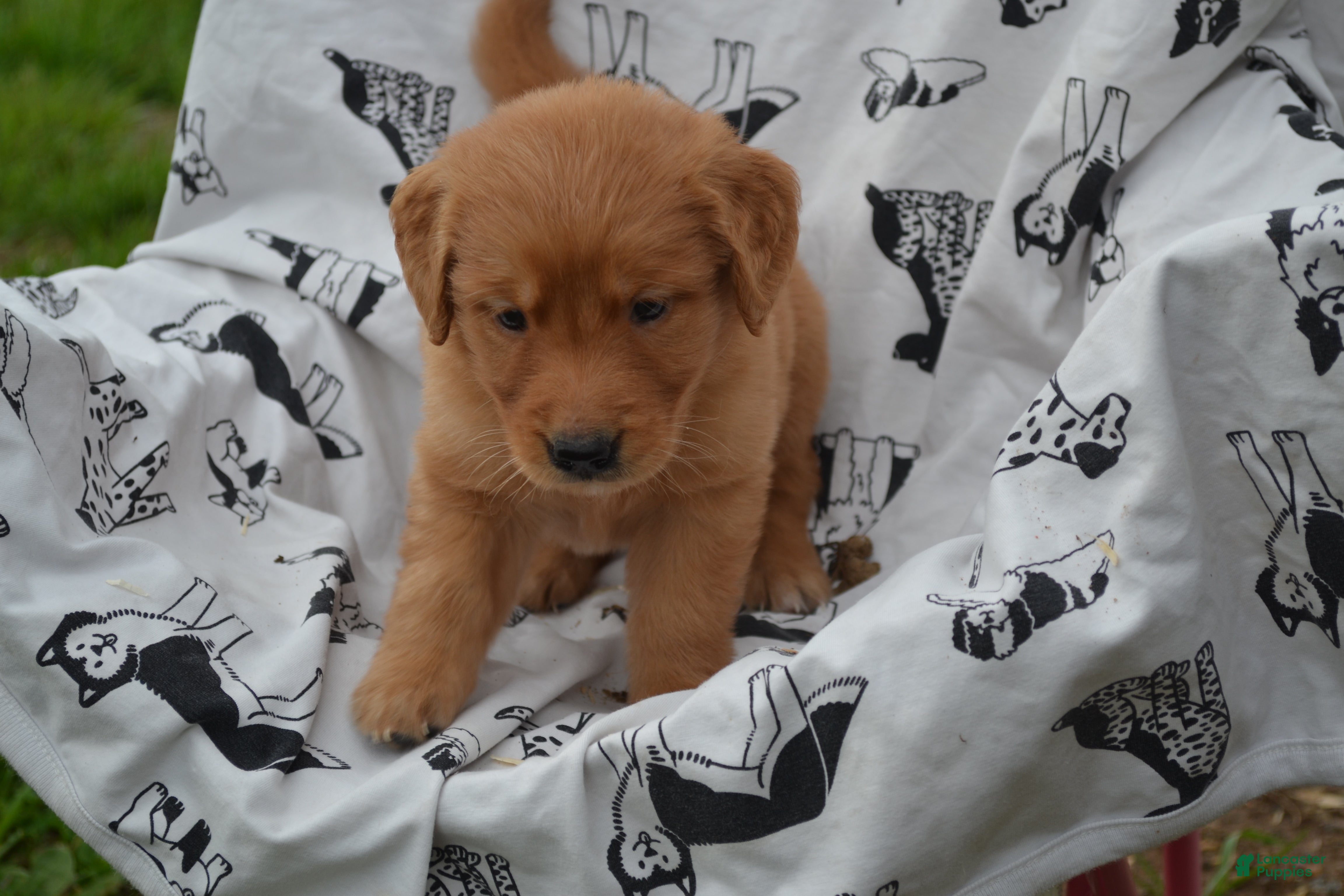 Golden Retriever dogs Rylie - Ad 19