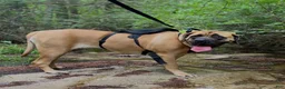 English Mastiff dogs for sale: Pearl - Ad 8