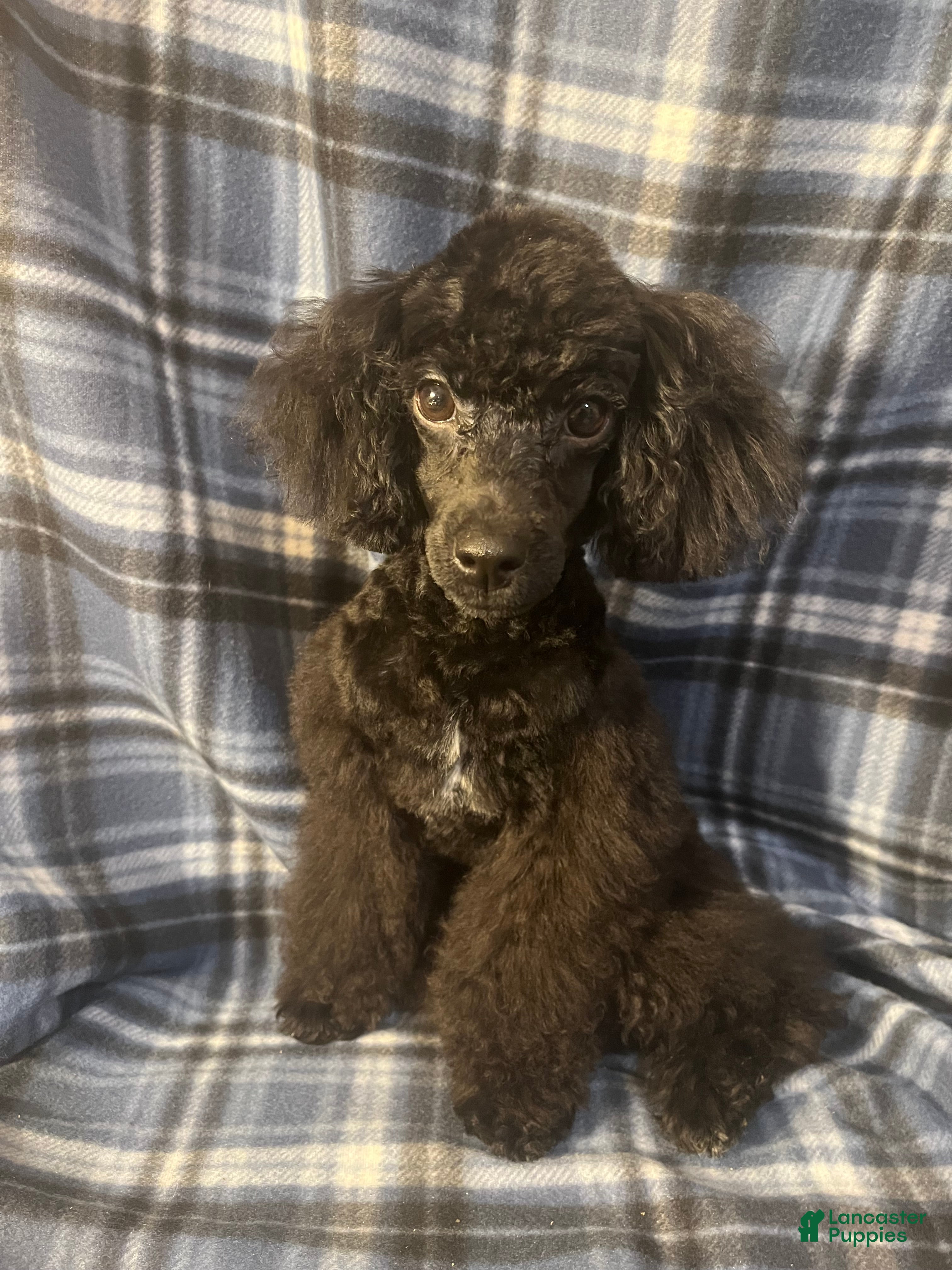 Miniature Poodle dogs Miniature Poodle 1 - Ad 7