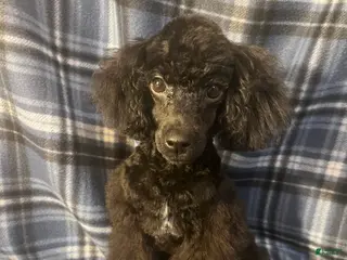 Miniature Poodle dogs Miniature Poodle 1 - Ad 7