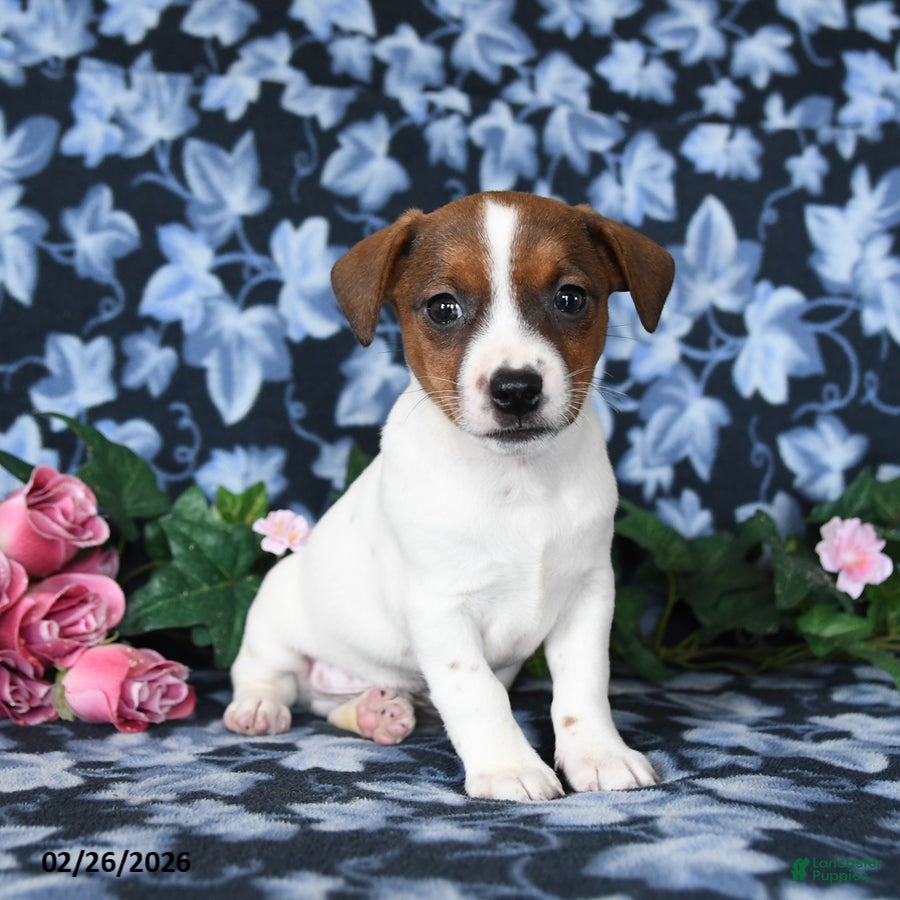 Jack Russell Terrier dogs Arlin - Ad 1