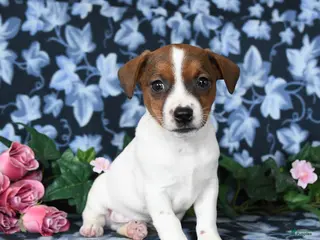 Jack Russell Terrier dogs for sale: Arlin - Ad 4
