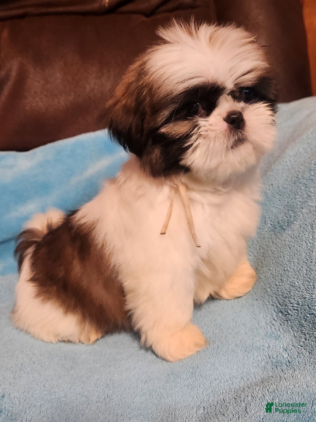 Shih Tzu dogs for sale: Shih Tzu Puppy 5 - Ad 2