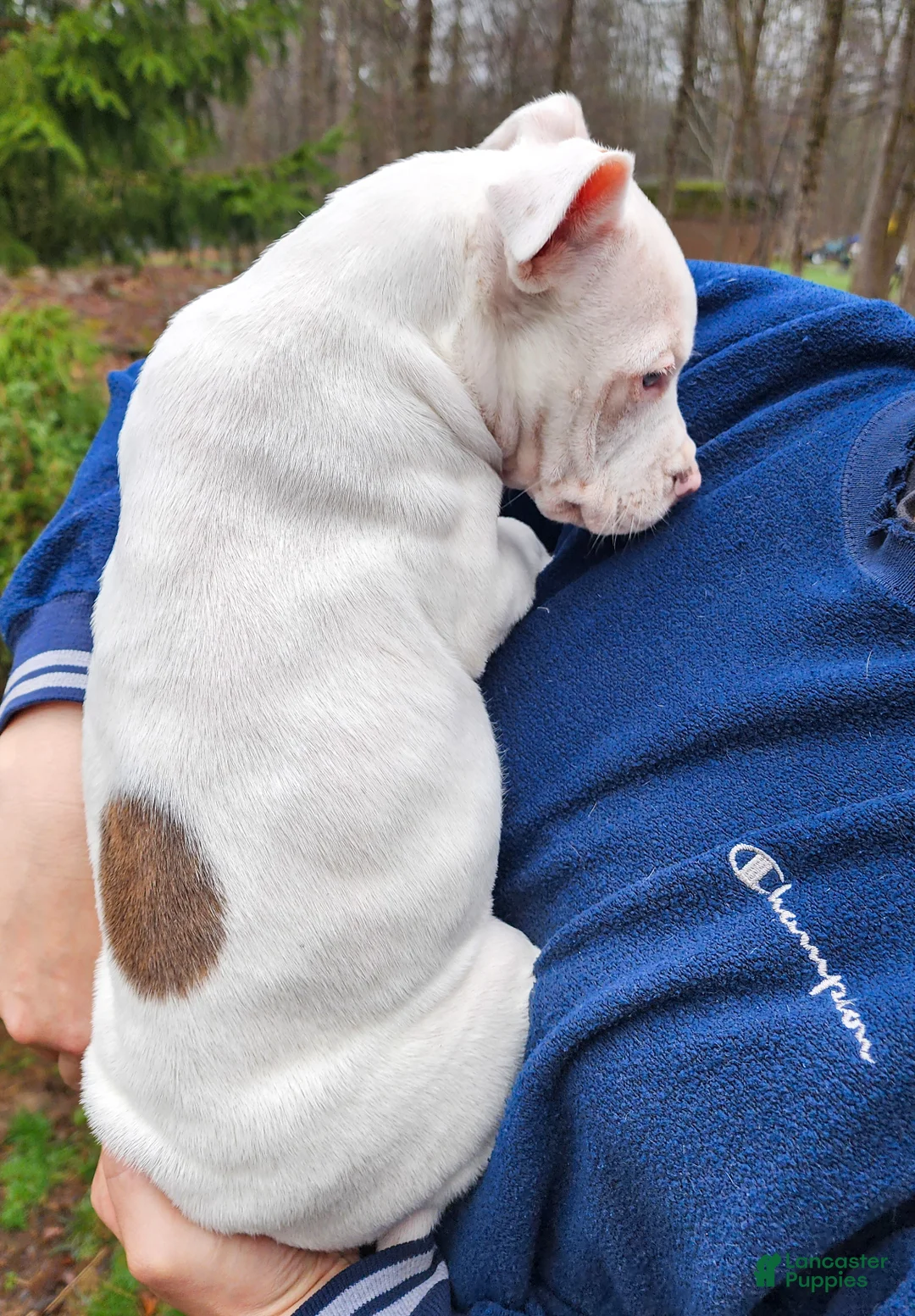 Mixed Breed dogs for sale: Luna - Ad 2